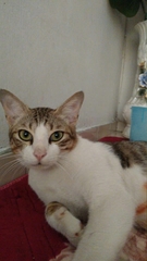 Felis catus
