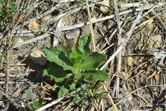 Grindelia ciliata