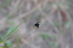 Ogcodocera leucoprocta