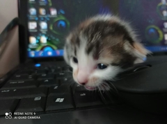 Felis catus