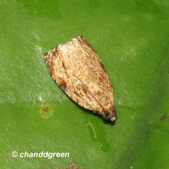 Sycacantha inopinata