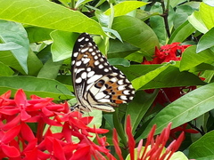Papilio demoleus malayanus