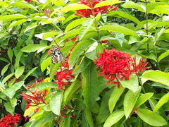 Papilio demoleus malayanus