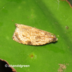 Sycacantha inopinata