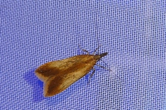 Dichomeris ustalella