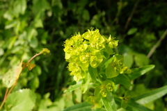 Euphorbia lucida