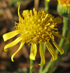 Asteraceae
