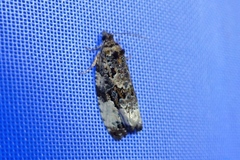 Apotomis sororculana