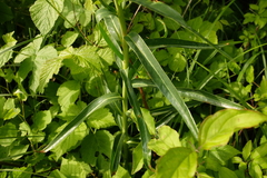 Euphorbia lucida