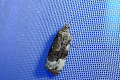 Apotomis sororculana