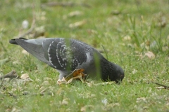 Columba livia domestica