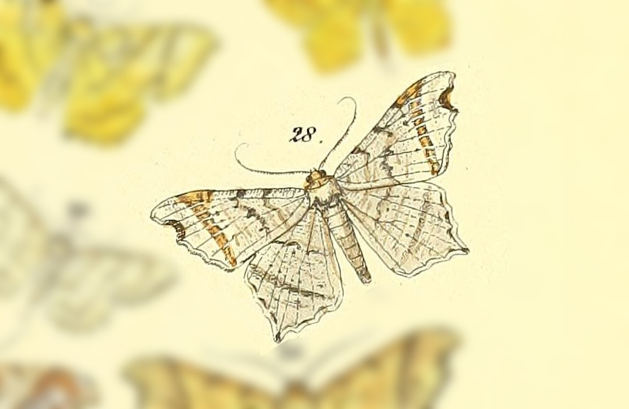 Macaria inoptata