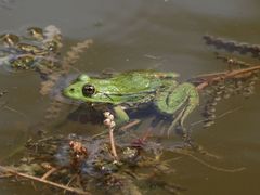 Pelophylax lessonae