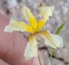 Goodenia fascicularis