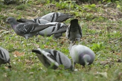 Columba livia domestica
