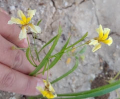 Goodenia fascicularis