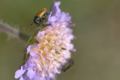 Labidostomis longimana