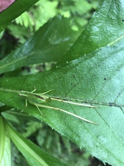 Isopsera denticulata