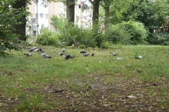 Columba livia domestica