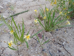 Goodenia fascicularis