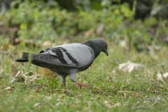 Columba livia domestica
