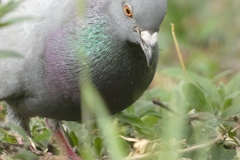 Columba livia domestica