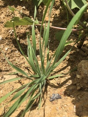 Plantago aristata