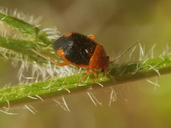 Strongylocoris amabilis