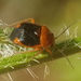 Strongylocoris amabilis - Photo (c) Dmitry Babin, some rights reserved (CC BY), uploaded by Dmitry Babin