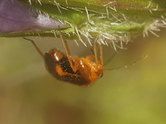 Strongylocoris amabilis