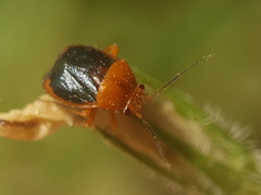 Strongylocoris amabilis