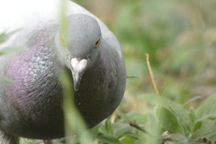 Columba livia domestica