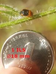 Strongylocoris amabilis