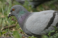 Columba livia domestica