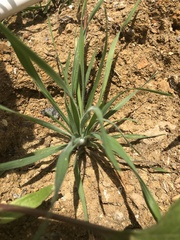 Plantago aristata