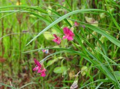 Lathyrus nissolia