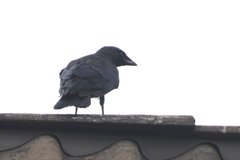 Corvus monedula