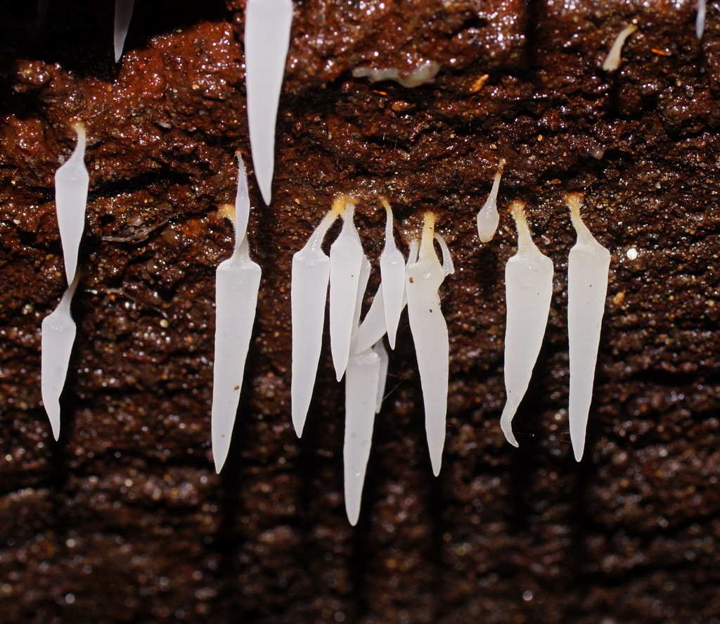 icicle spine