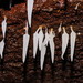 Icicle Spine - Photo (c) Reiner Richter, some rights reserved (CC BY-NC-SA), uploaded by Reiner Richter