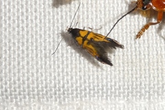 Schiffermuelleria schaefferella