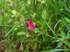 Lathyrus nissolia