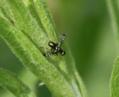 Rivellia syngenesiae