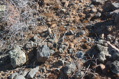 Strumaria karoopoortensis