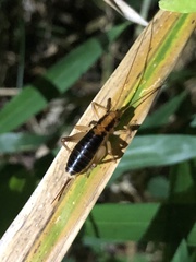 Nippancistroger testaceus