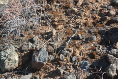 Strumaria karoopoortensis