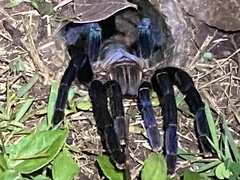 Cyriopagopus lividus