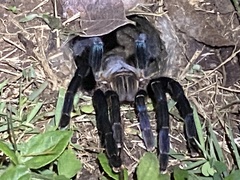 Cyriopagopus lividus