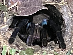 Cyriopagopus lividus