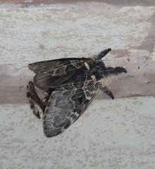 Lepidoptera