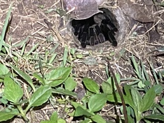 Cyriopagopus lividus